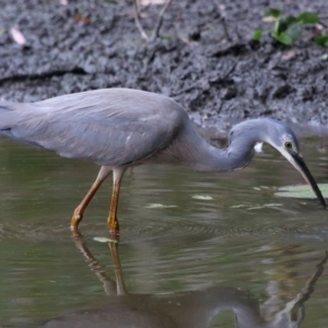 Egretta novaehollandiae at Capalaba, QLD - 5 Oct 2023 12:12 PM