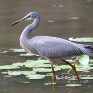 Egretta novaehollandiae at Capalaba, QLD - 5 Oct 2023 12:12 PM