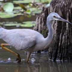 Egretta novaehollandiae at Capalaba, QLD - 5 Oct 2023