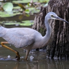 Egretta novaehollandiae at Capalaba, QLD - 5 Oct 2023 12:12 PM