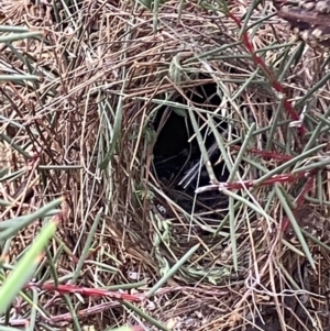 Stagonopleura guttata at Fentons Creek, VIC - suppressed