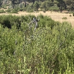 Stagonopleura guttata at Fentons Creek, VIC - suppressed