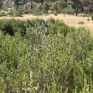 Stagonopleura guttata at Fentons Creek, VIC - suppressed