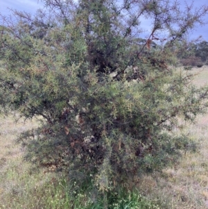 Stagonopleura guttata at Fentons Creek, VIC - suppressed