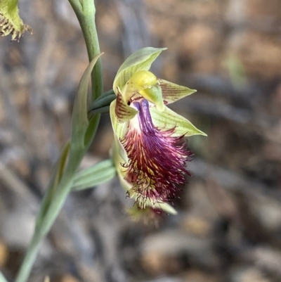 Calochilus montanus (Copper Beard Orchid) at Canberra Central, ACT - 21 Oct 2023 by NedJohnston