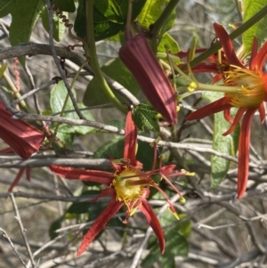 Passiflora cinnabarina at Canberra Central, ACT - 21 Oct 2023 03:10 PM