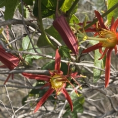 Passiflora cinnabarina (Red Passionflower) at Black Mountain - 21 Oct 2023 by Ned_Johnston