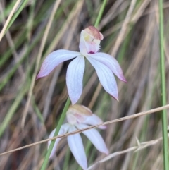Caladenia moschata (Musky Caps) at Point 5822 - 21 Oct 2023 by Ned_Johnston