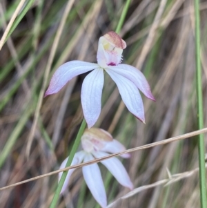 Caladenia moschata at Canberra Central, ACT - suppressed