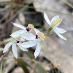Caladenia cucullata (Lemon Caps) at Canberra Central, ACT - 21 Oct 2023 by NedJohnston