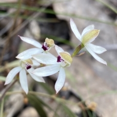 Caladenia cucullata (Lemon Caps) at Black Mountain - 21 Oct 2023 by Ned_Johnston