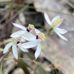 Caladenia cucullata at Canberra Central, ACT - suppressed