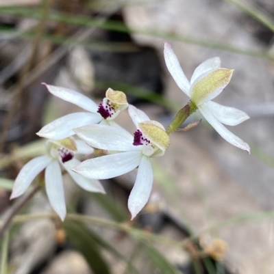 Caladenia cucullata (Lemon Caps) at Canberra Central, ACT - 21 Oct 2023 by NedJohnston
