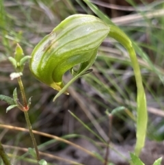 Pterostylis nutans (Nodding Greenhood) at Black Mountain - 21 Oct 2023 by Ned_Johnston