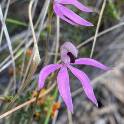 Caladenia congesta (Pink Caps) at Canberra Central, ACT - 21 Oct 2023 by NedJohnston
