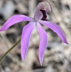 Caladenia congesta at Canberra Central, ACT - suppressed