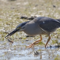 Butorides striata (Striated Heron) at Wellington Point, QLD - 21 Oct 2023 by TimL