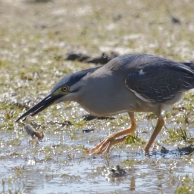 Butorides striata (Striated Heron) at Wellington Point, QLD - 22 Oct 2023 by TimL