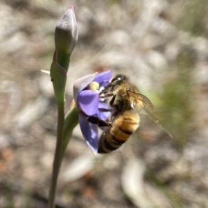 Apis mellifera at Dalton, NSW - 20 Oct 2023