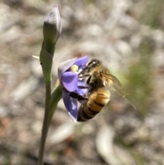 Apis mellifera (European honey bee) at Dalton, NSW - 20 Oct 2023 by AJB