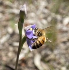 Apis mellifera at Dalton, NSW - 20 Oct 2023