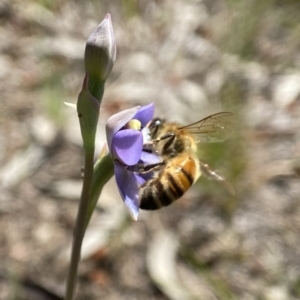 Apis mellifera at Dalton, NSW - 20 Oct 2023