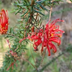 Grevillea juniperina subsp. fortis (Grevillea) at Isaacs Ridge and Nearby - 22 Oct 2023 by Mike