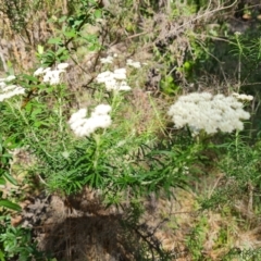 Cassinia aculeata subsp. aculeata (Dolly Bush, Common Cassinia, Dogwood) at Isaacs Ridge and Nearby - 22 Oct 2023 by Mike