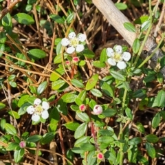 Cotoneaster microphyllus (Cotoneaster) at Isaacs Ridge and Nearby - 22 Oct 2023 by Mike