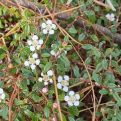 Cotoneaster microphyllus at Isaacs, ACT - 22 Oct 2023 04:30 PM