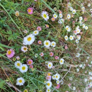 Erigeron karvinskianus at Isaacs, ACT - 22 Oct 2023