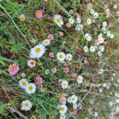 Erigeron karvinskianus (Seaside Daisy) at Isaacs Ridge and Nearby - 22 Oct 2023 by Mike