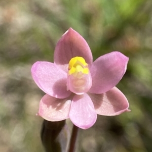 Thelymitra carnea at Dalton, NSW - suppressed