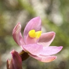 Thelymitra carnea at Dalton, NSW - suppressed