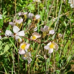 Rosa sp. (A Wild Rose) at Isaacs Ridge and Nearby - 22 Oct 2023 by Mike