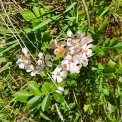 Rosa sp. at Isaacs, ACT - 22 Oct 2023