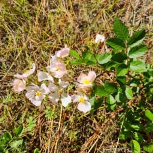 Rosa sp. at Isaacs, ACT - 22 Oct 2023 04:26 PM