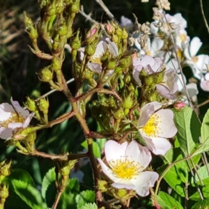 Rosa sp. at Isaacs, ACT - 22 Oct 2023