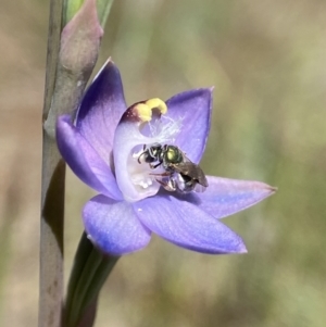 Lasioglossum (Homalictus) urbanum at Dalton, NSW - 20 Oct 2023