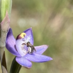 Lasioglossum (Homalictus) urbanum at Dalton, NSW - 20 Oct 2023