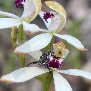 Caladenia cucullata at Dalton, NSW - 20 Oct 2023