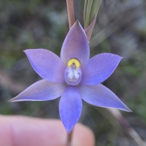 Thelymitra arenaria at Dalton, NSW - 20 Oct 2023