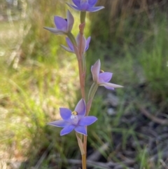 Thelymitra arenaria at Dalton, NSW - 20 Oct 2023