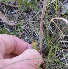 Thelymitra arenaria at Dalton, NSW - 20 Oct 2023