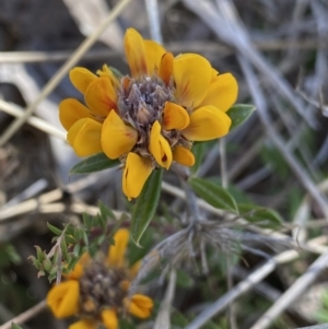 Pultenaea capitellata at Rendezvous Creek, ACT - 22 Oct 2023