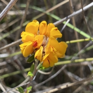 Pultenaea capitellata at Rendezvous Creek, ACT - 22 Oct 2023