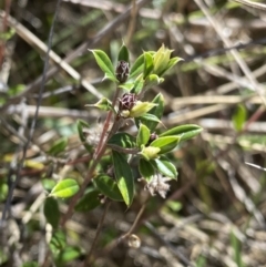 Pultenaea capitellata at Rendezvous Creek, ACT - 22 Oct 2023