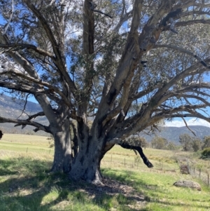 Eucalyptus camaldulensis subsp. camaldulensis at Tharwa, ACT - 22 Oct 2023