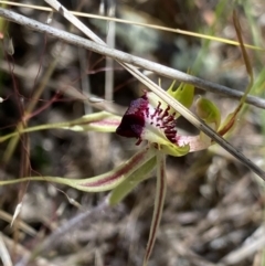Caladenia parva (Brown-clubbed Spider Orchid) at Rendezvous Creek, ACT - 22 Oct 2023 by Ned_Johnston