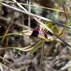 Caladenia parva (Brown-clubbed Spider Orchid) at Rendezvous Creek, ACT - 22 Oct 2023 by NedJohnston